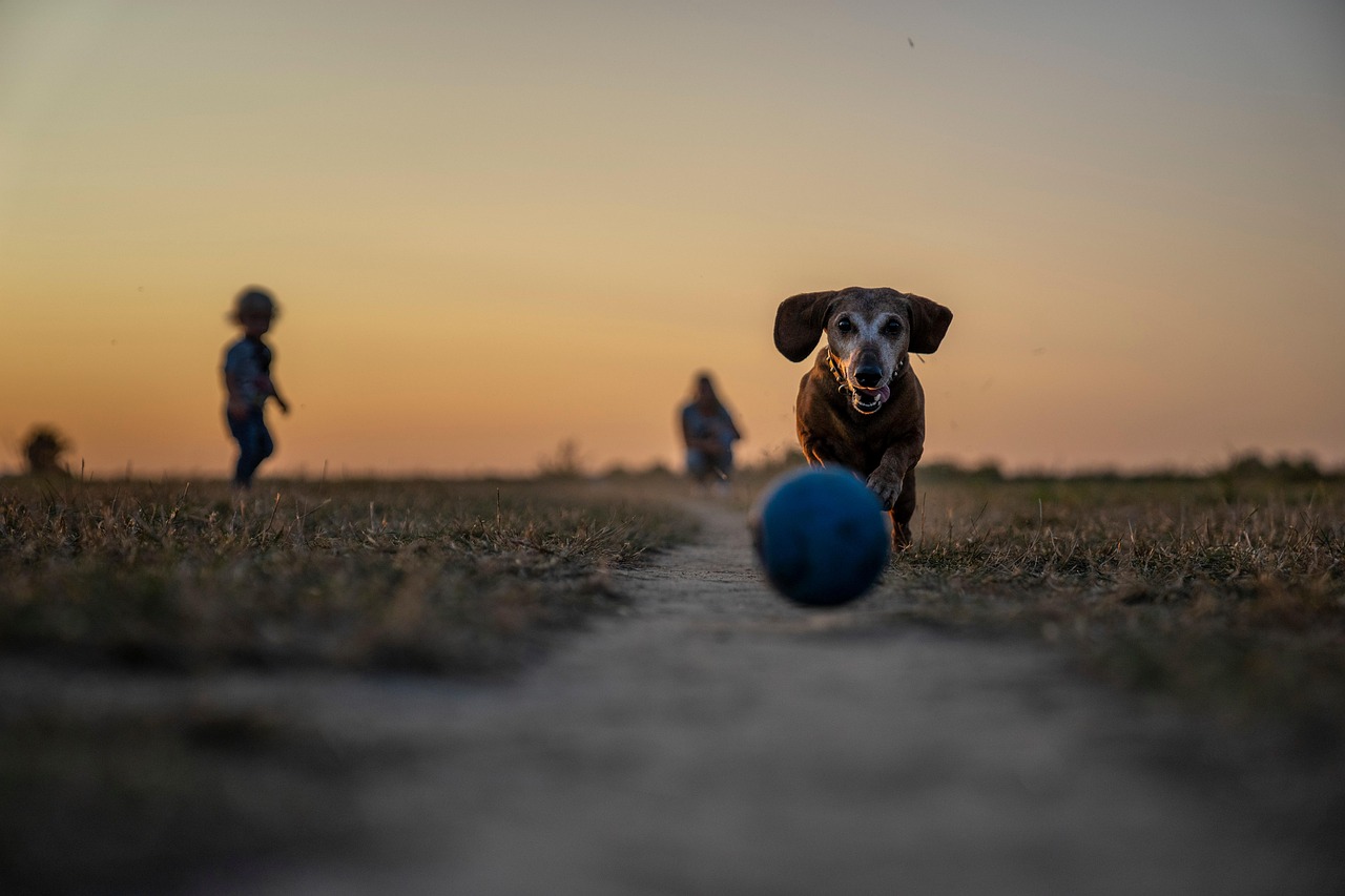 pet, game, park, play, old dog, animal, dog park, dog playing fetch, dog, sunset, grass, nature, can